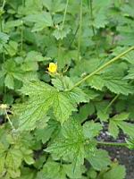 Benoite commune, Geum urbanum (prise a Lens, P-de-C)(6)